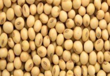 soyabeans