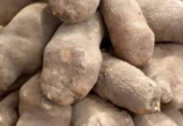 yam-tubers